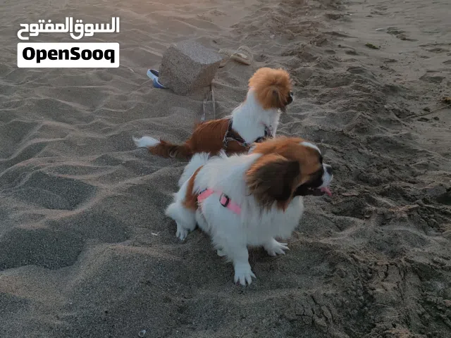 كلبين ذكر وأنثى نوع بيكينز العمر للأنثى 9 شهور وعمر الذكر سنة وشهرين جاهزين للتزاوج للبيع
