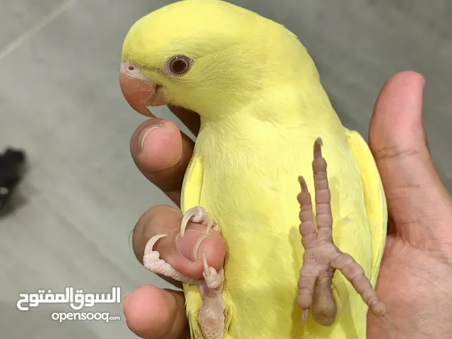 ببغاء درة لاتينو عيون حمر