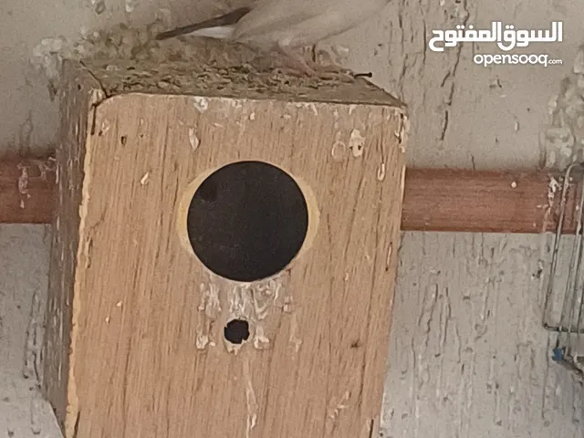 السلام عليكم موجود 5. كوبيات جاو عسالي عيون حمر حجم جانبو درجه ممتازه مصوقرات