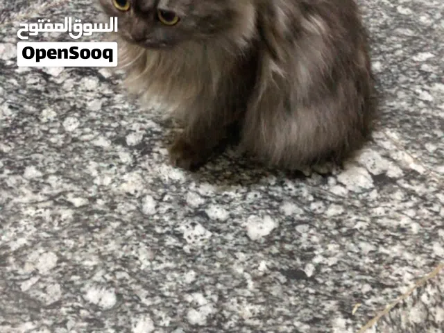 قط   شانشيلاالنوع الأصلي للبيع مستعجل على البيع