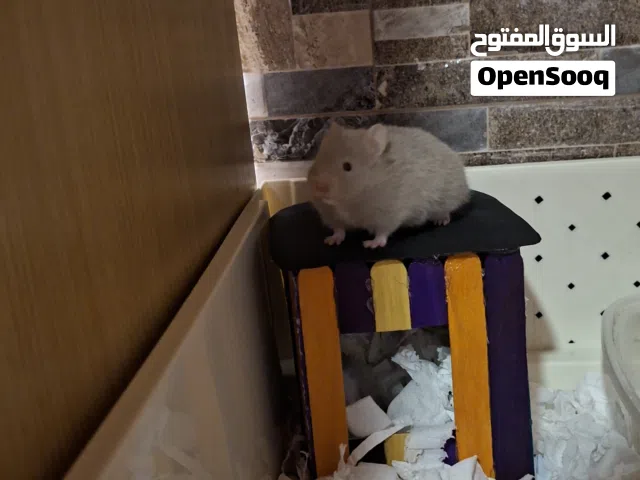 هامستر روسي انثى عمر شهرين