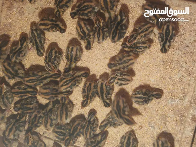 صيصان فري سمان