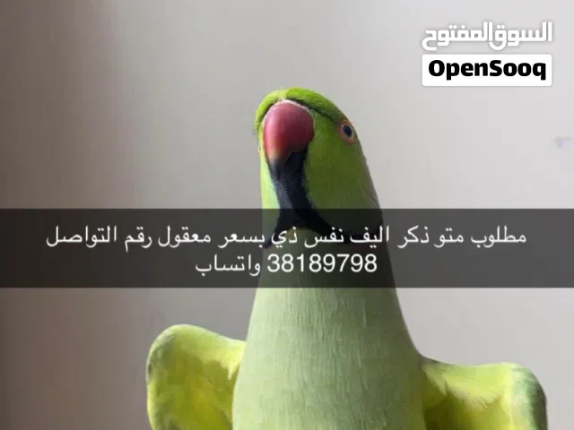 مطلوب متو ذكر اليف نفس ذي بسعر معقول رقم التواصل واتساب