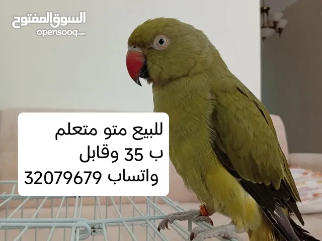 بغبغاء parrot