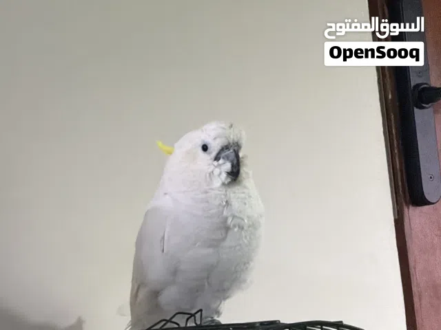 كوكاتو سلفر كرستد