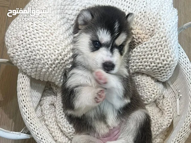 Husky Puppies – Healthy & Beautiful