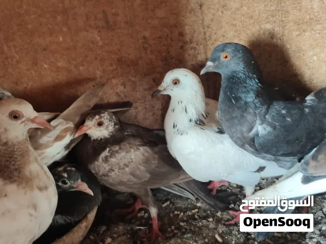 10 طروف حمام فروخ و فيهم ثلاثة كبار بعلى 8.5 جملة على بعضهم
