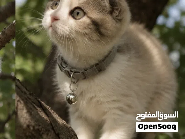 Scottish fold male registered and imported father from Russia
