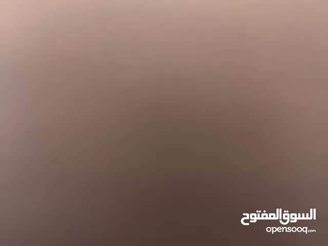 مطلوب كلب بتبول بسعر منيح