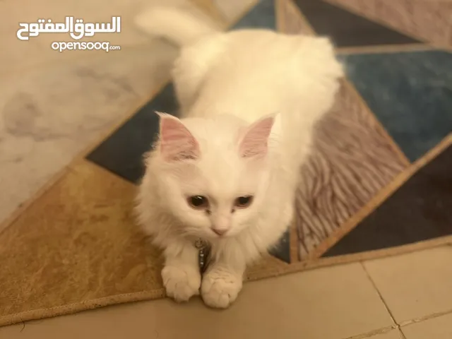 Cat for adoption