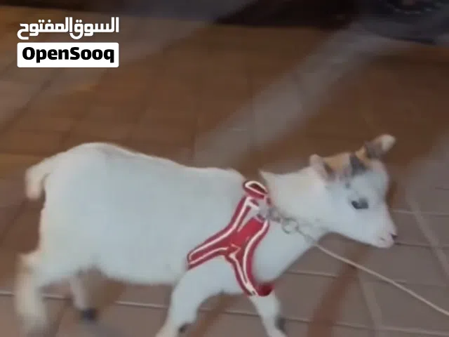 تيس البقمي للبيع