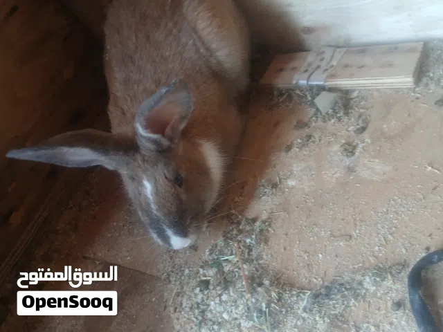 ارانب 6شهور ذكر مالطي و انثي عربيه