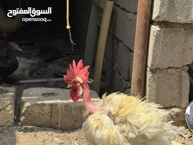دجاج ابو رگيبه للبيع شرط بصحه جيده جدا كلش حلوات ونظيفات