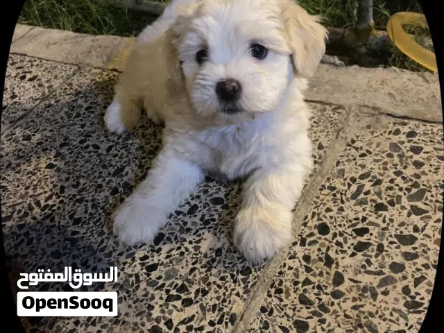 كلاب صغيرة تيرير فرنسي