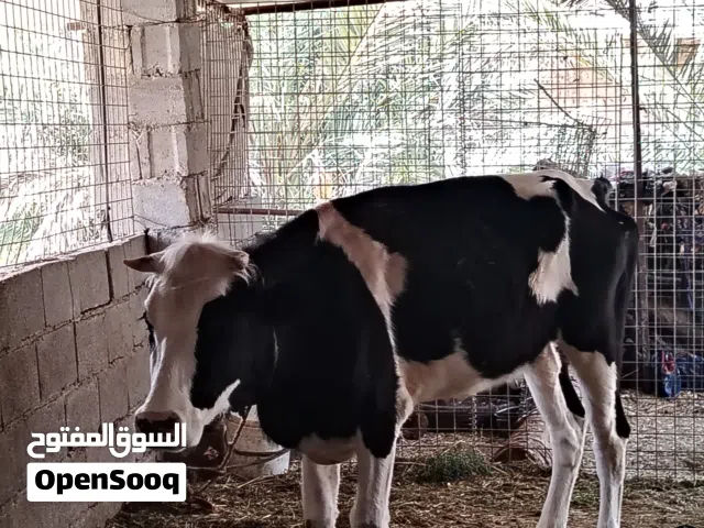 هوايش عدد ثنين