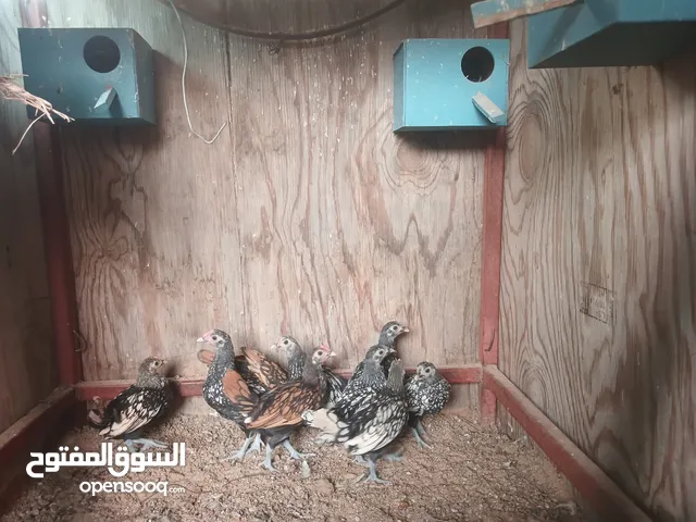 اقرا الوصف