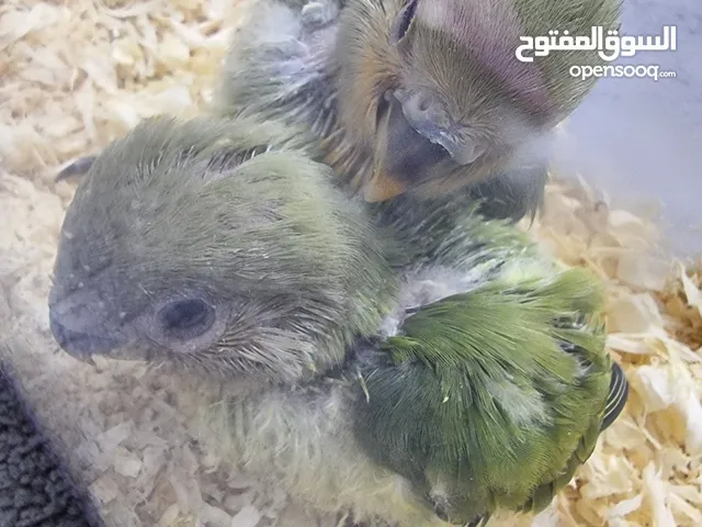 فرخ لافبيرد بغبغا البيج فيس peach face