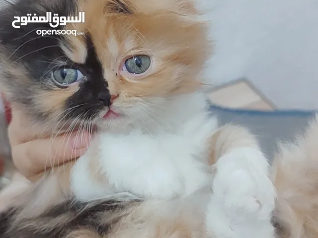 قطه مع صغارها للبيع