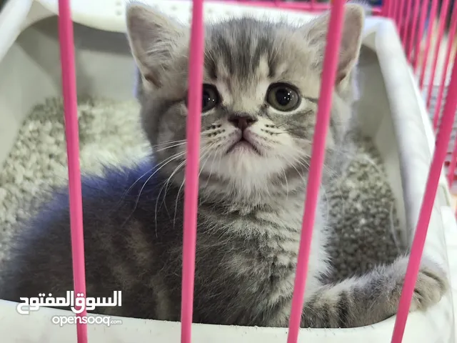 للبيع قطة سكوتش ستريت أنثى – ألوان نادرة العمر: 55 يوم النوع: أنثى