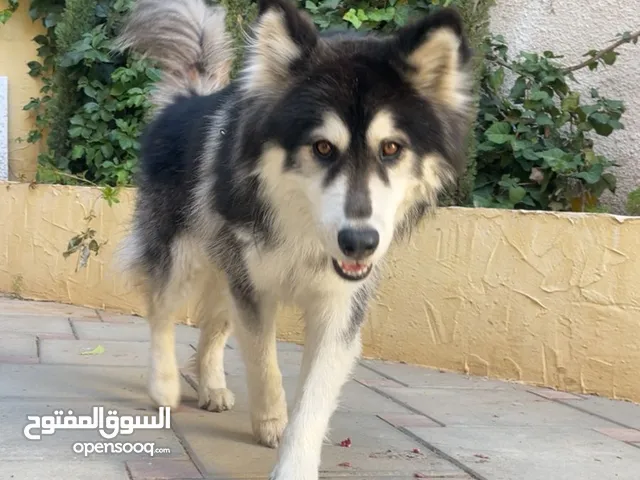 ذكر هاسكي عمره 8 شهور