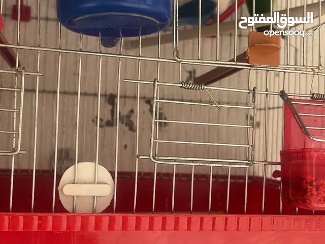 طيور للبيع مع قفص