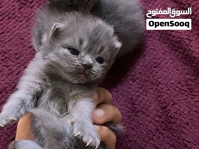قط سكوتش فولد