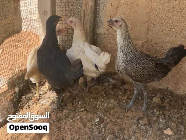 المكان ورشفانه في الزاهراء 5 طروف دجاجات