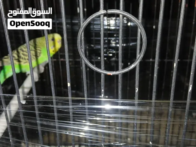 زوج طيور حب بلدي