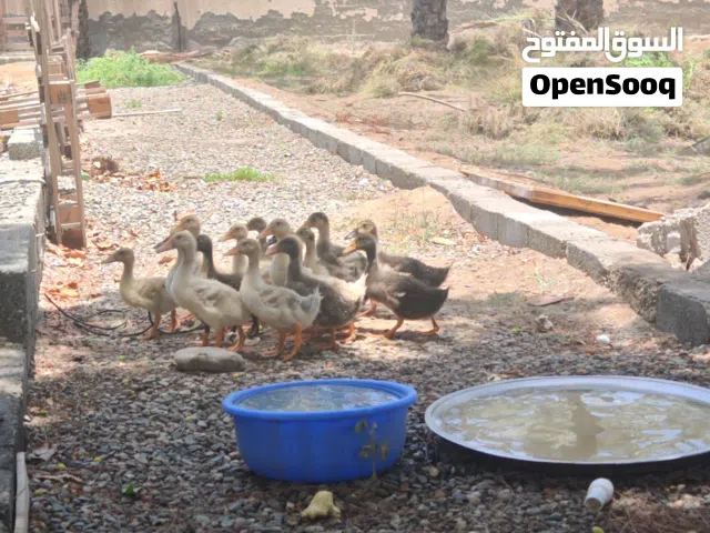 للبيع بط سعر حبه 3 ريال