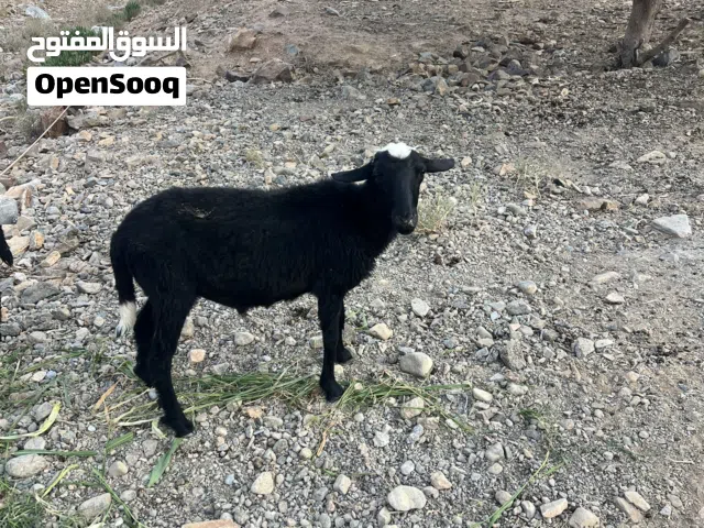 كبش محلي  فحل  للبيع   بدون  تهجين