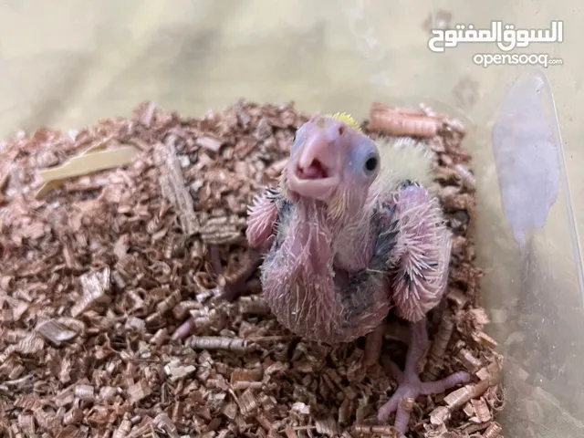 افراخ كوكتيل ثنين التك ب 25 واليريد الأمايات عادي ابيع