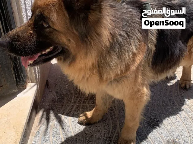 للبيع كلب جيرمن شيبرد أصيل العمر: اربع شهور  الجنس: أنثى  اللون: بني و أسود  الحالة الصحية: ممتازة