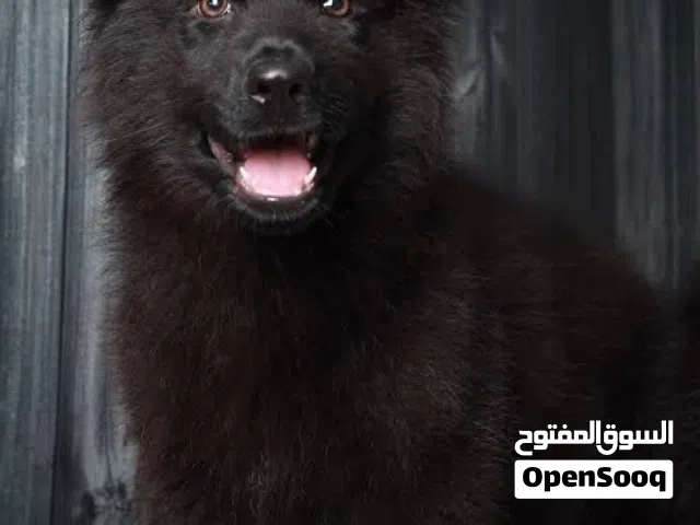 جراء جيرمن شيبرد شولاين رويل بلاك وبلاك اندتان وسيبل