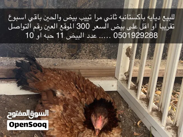 للبيع ديايه باكستانيه