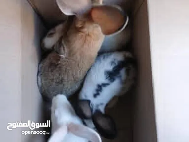 أرانب هجين