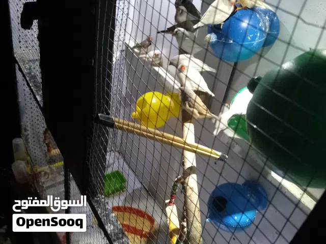عصافير للبيع