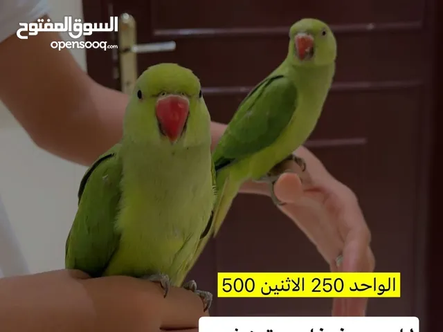 ببغا هندي ذكر و أنسى صحتهم جيدا