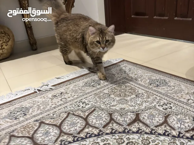 قط ذكر مكس للتبني