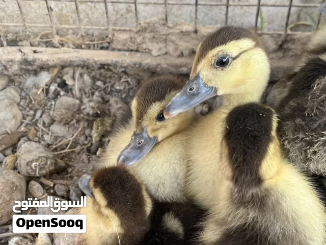 بط مصري صغار للبيع