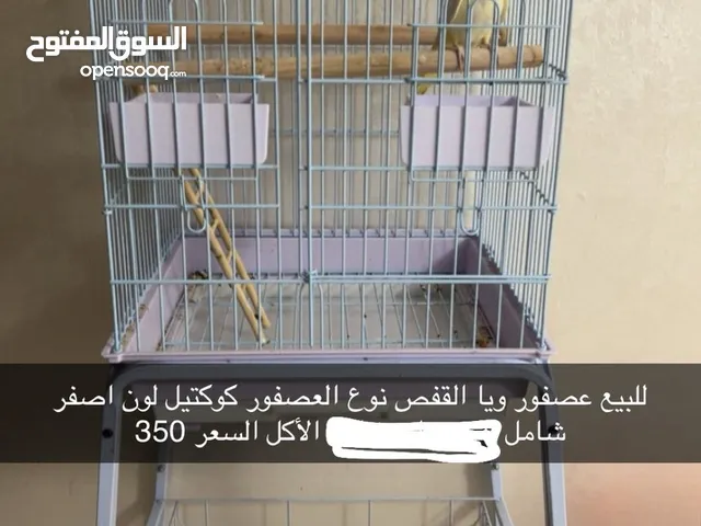 طير النوع (كوكتيل)اللون اصفر