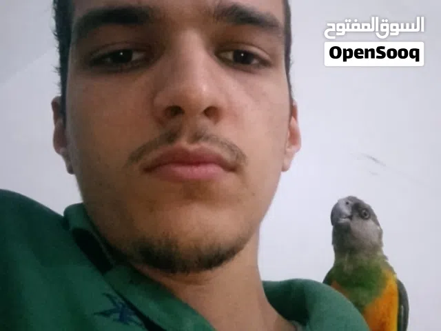 ببغاء سنغالي مروض ترويض ربي يبارك ومع شاري منقصروش ان شاء الله