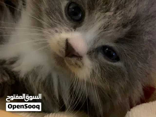 قط شيرازي في ضاحية الرشيد