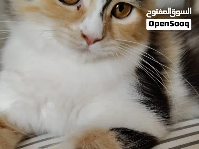 قطط شيرازي للتبني