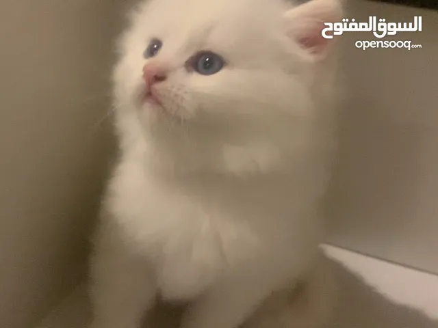 قط شيرازي للبيع المستعجل