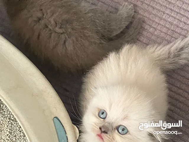 قطط سكوتش فولد اقرأ الوصف