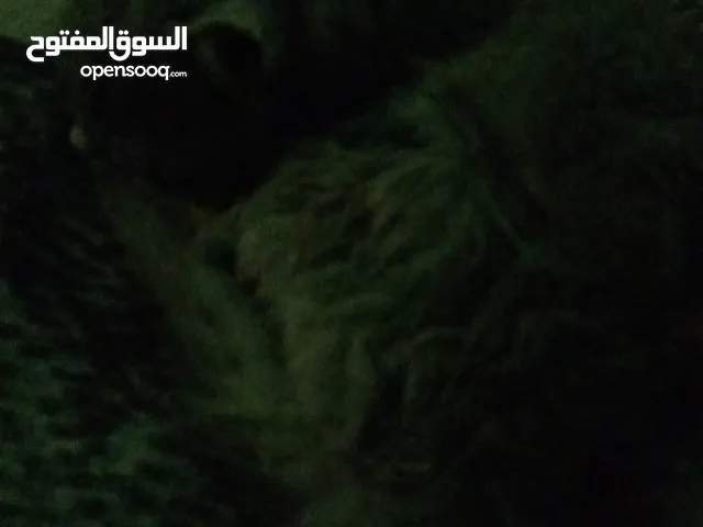 قط اسود شرازي