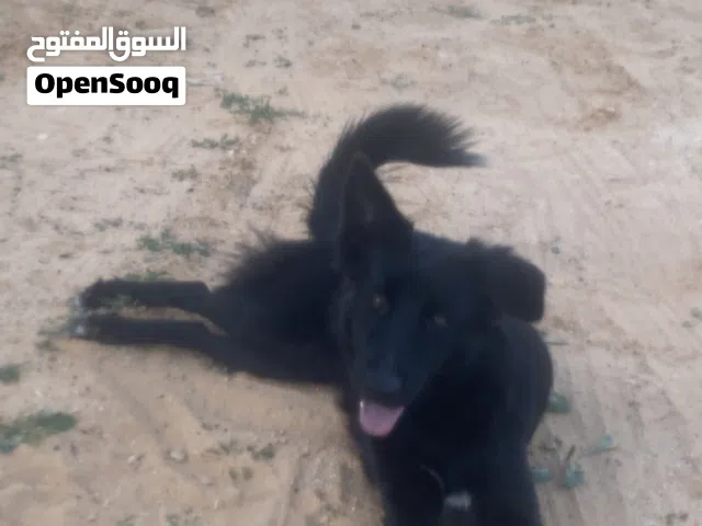 بلاك جاك لونق هير