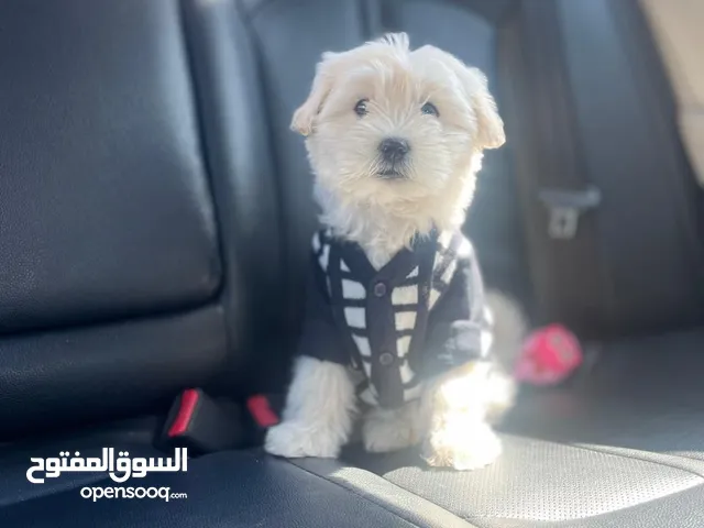 نوعه فرينش تيرير