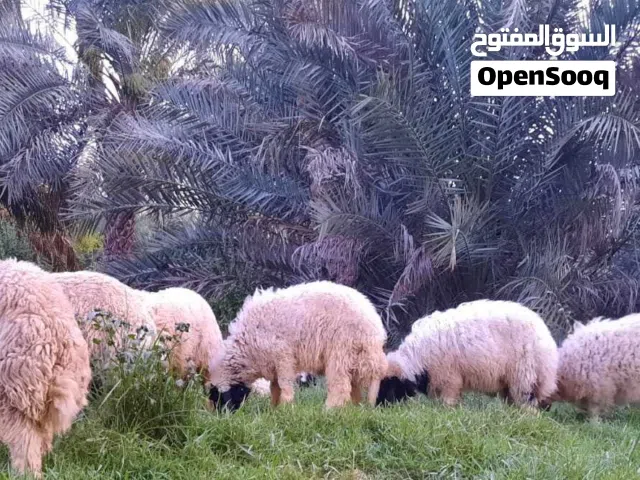 أغنام أضاحي للبيع