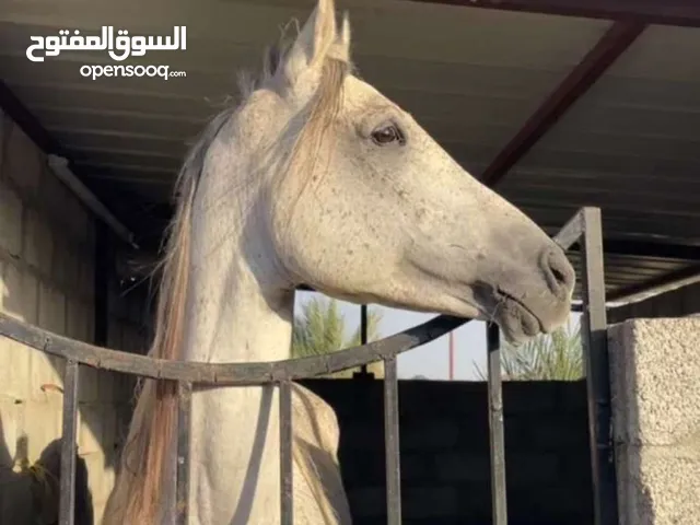 حصان عربي اصيل فحل بيع مستعجلة مع التوصيل